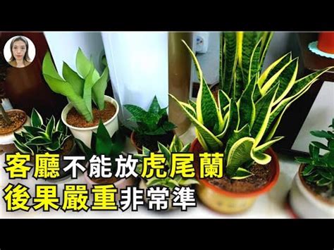 虎尾蘭风水|【虎尾蘭風水】虎尾蘭風水：解厄化煞、招財興運擺放。